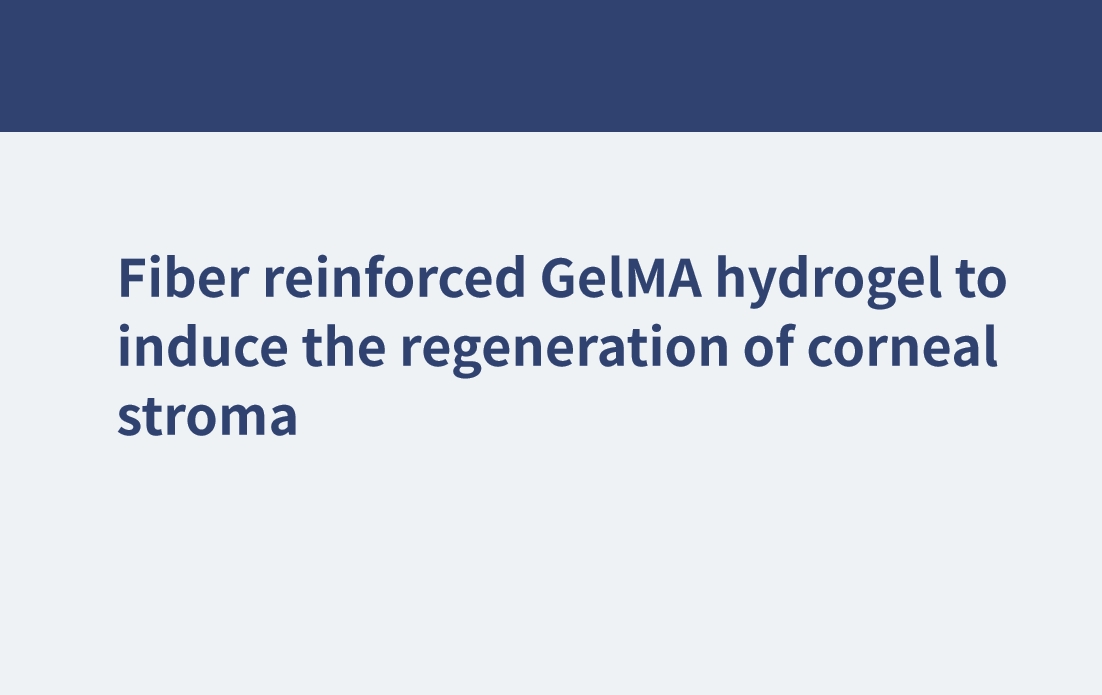 角膜実質の再生を促す繊維強化GelMAハイドロゲル